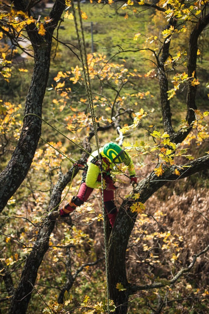 Arboriste grimpeur Ruffec melle sauzé vaussais