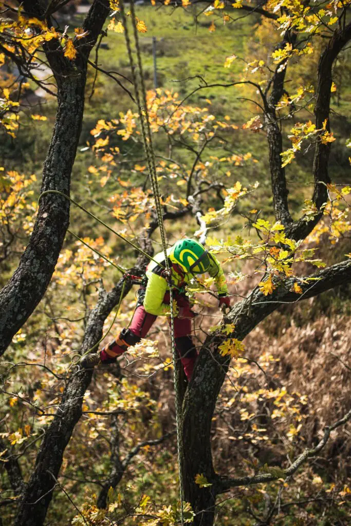 Arboriste grimpeur Ruffec melle sauzé vaussais